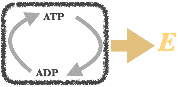 ATP - > ADP - > ATP - > ADP - > ATP
