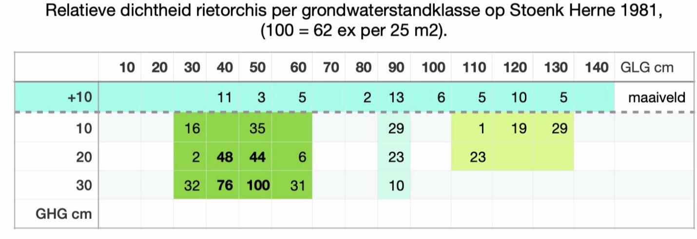 Rietorchis, dichtheid en grondwaterstand