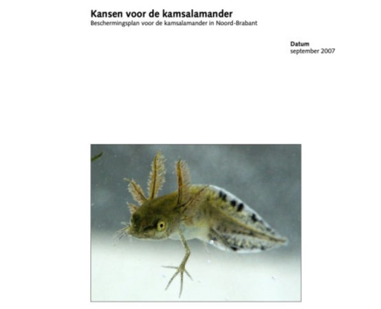 Kamsalamander Noord-Brabant