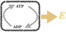 ATP <> ADP